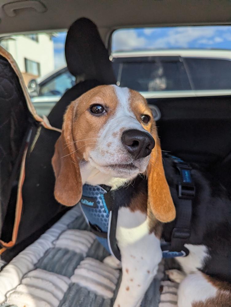 Enlarge Bean - adoption pending, a Adoptable Beagle in Shawnee Mission, KS image 3/3