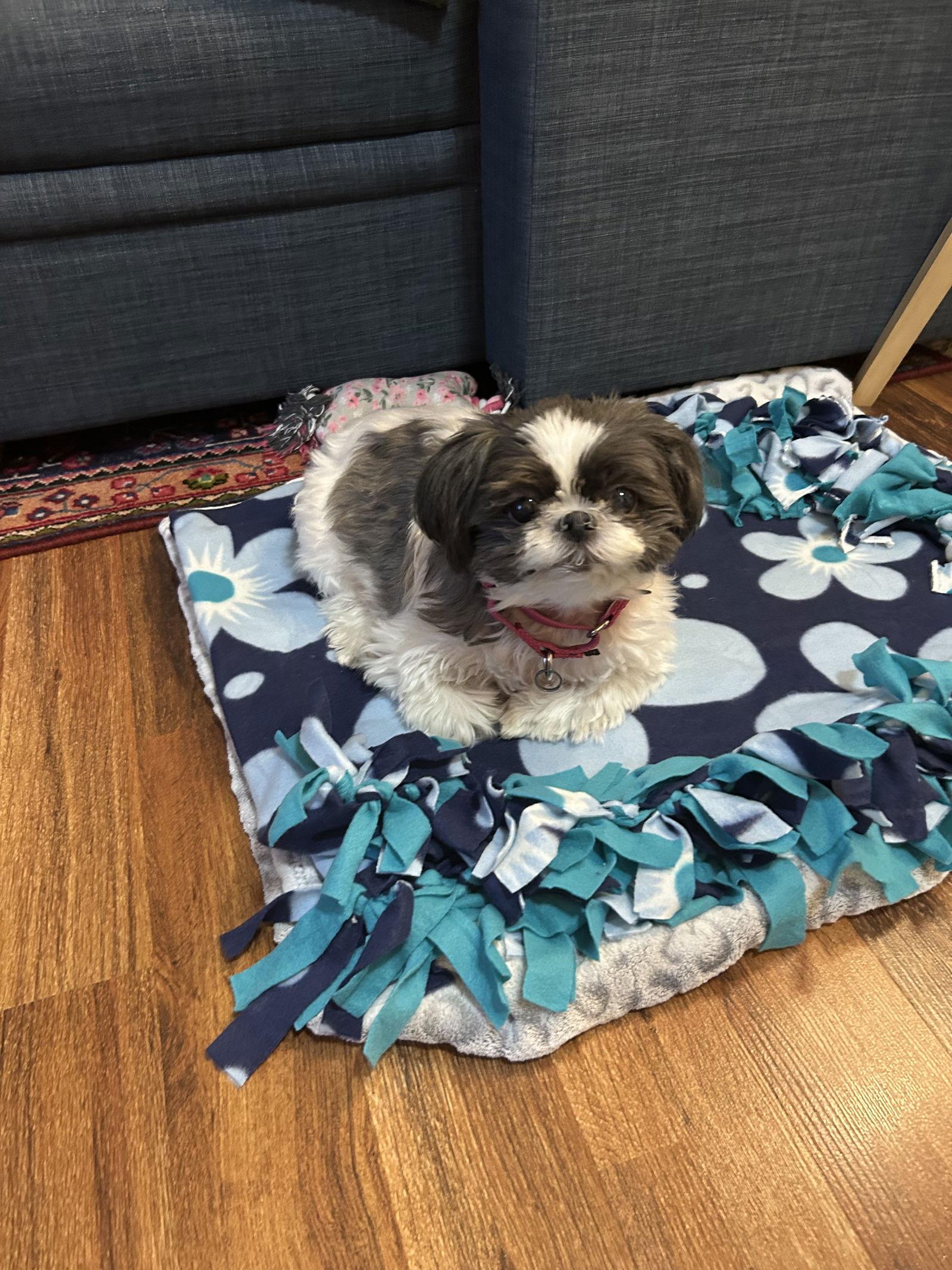 Enlarge Sofie-OS, a Adoptable Shih Tzu in Pataskala, OH image 1/3