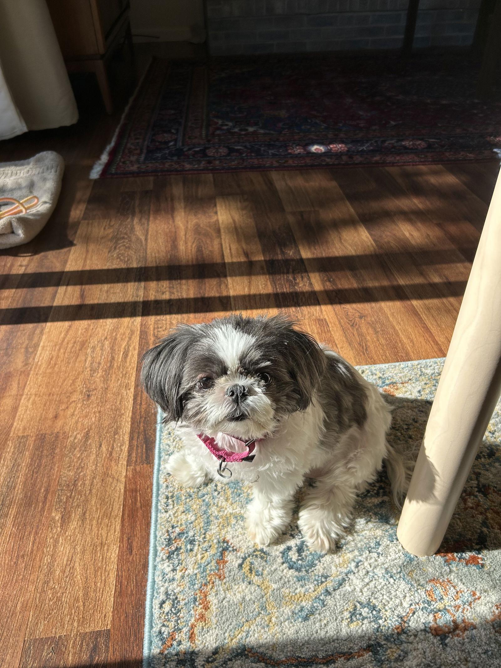 Enlarge Sofie-OS, a Adoptable Shih Tzu in Pataskala, OH image 2/3