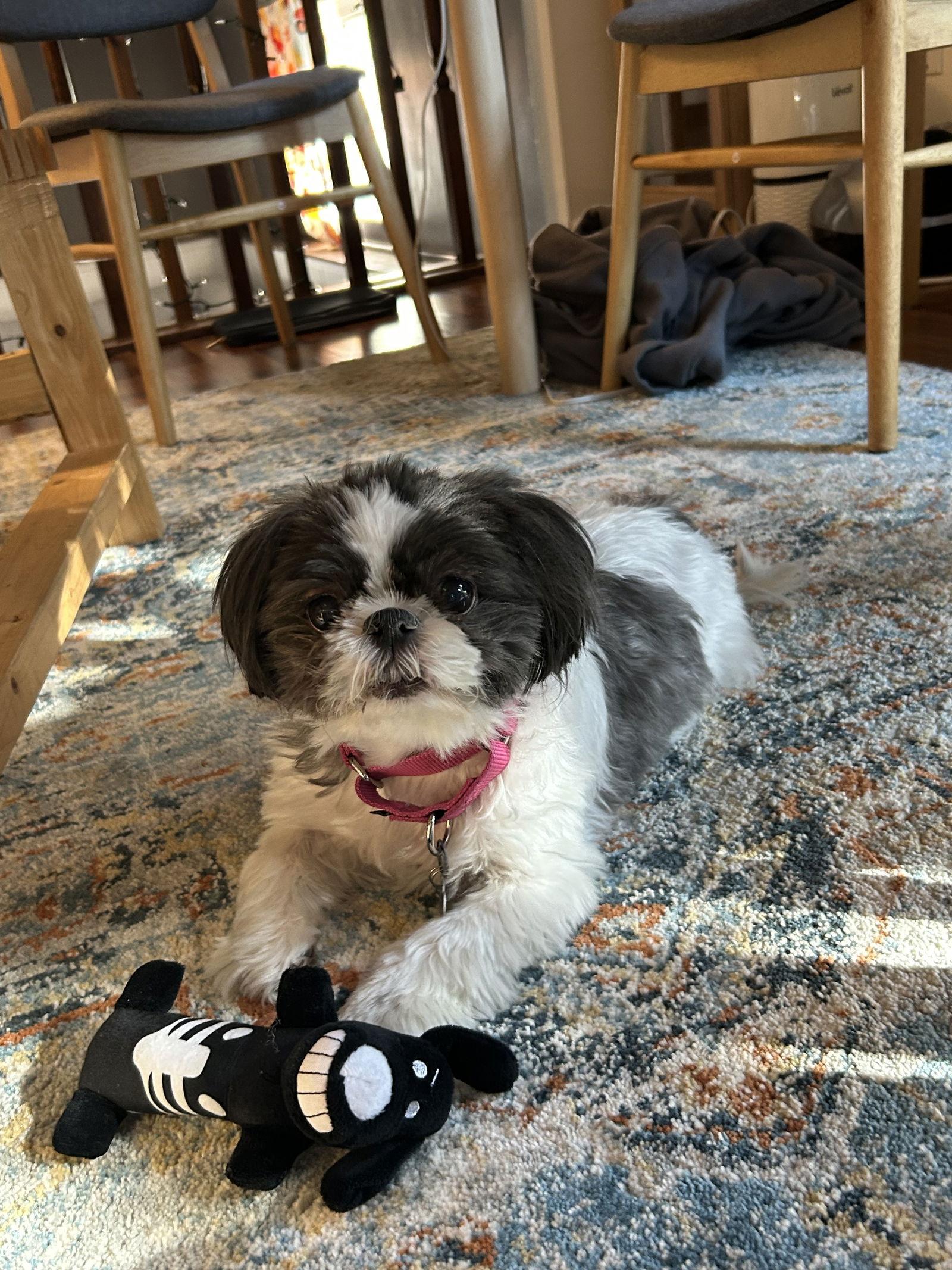 Enlarge Sofie-OS, a Adoptable Shih Tzu in Pataskala, OH image 3/3