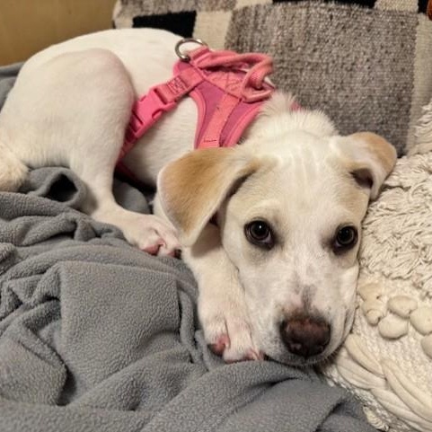 Enlarge Phoebe, an adopted mixed breed in Williston, VT image 6/6