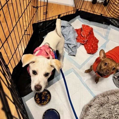 Enlarge Phoebe, an adopted mixed breed in Williston, VT image 5/6