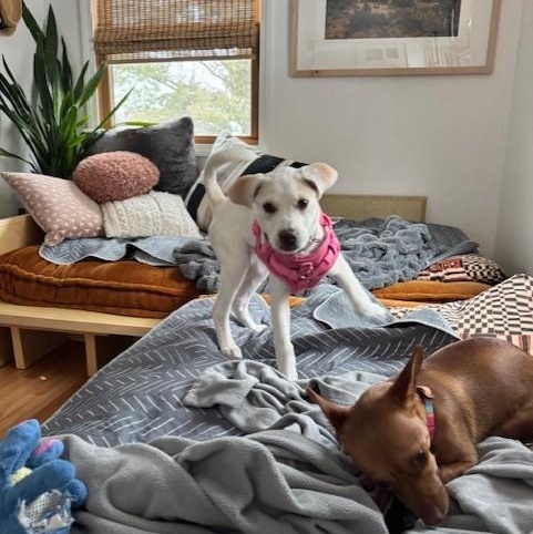 Enlarge Phoebe, an adopted mixed breed in Williston, VT image 2/6