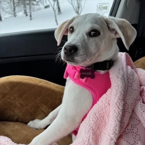 Enlarge Phoebe, an adopted mixed breed in Williston, VT image 1/6