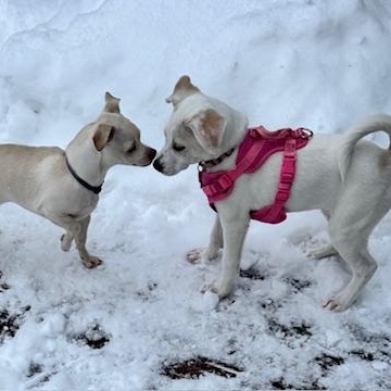 Enlarge Phoebe, an adopted mixed breed in Williston, VT image 3/6