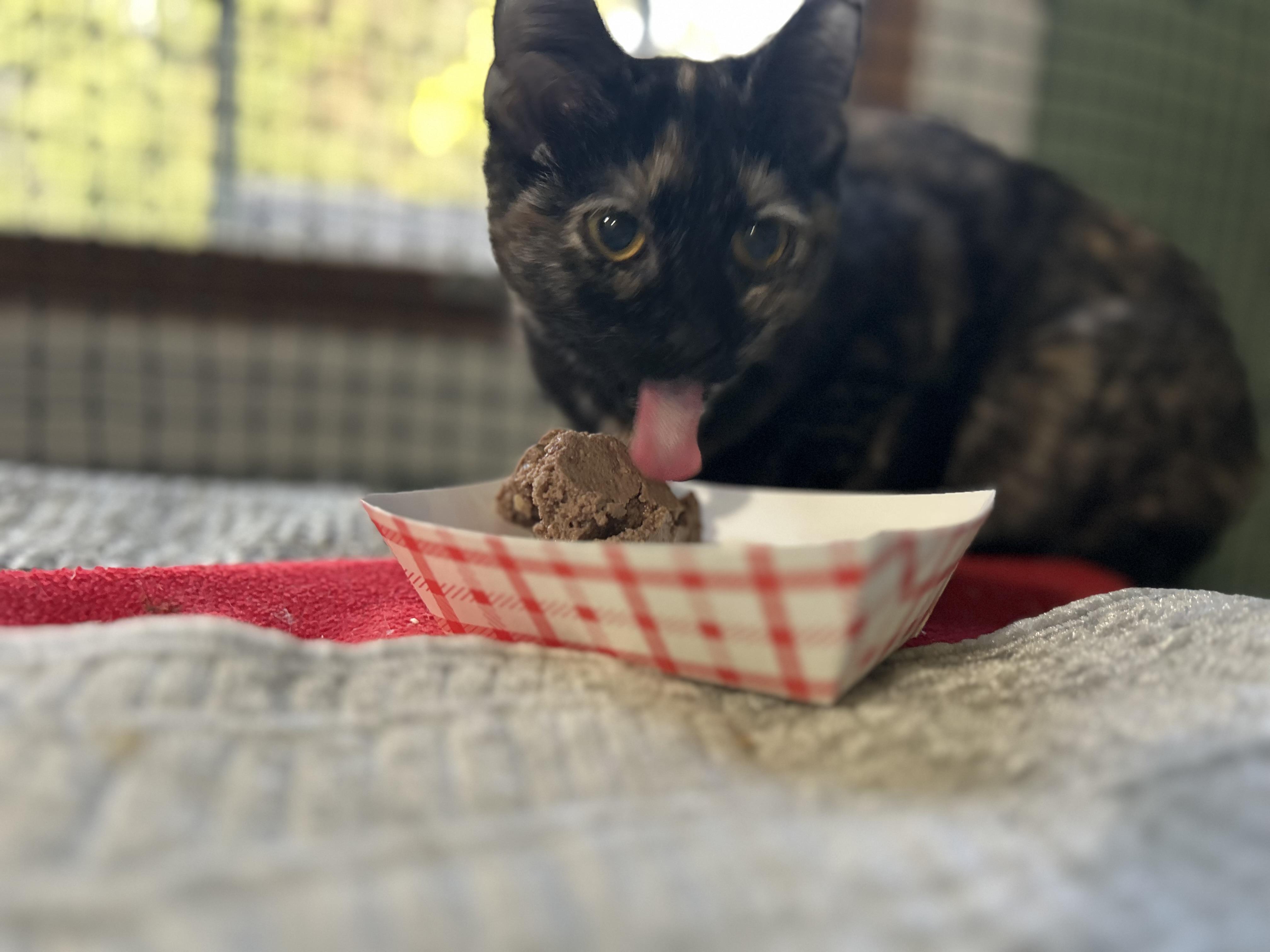 Enlarge ‘ Enid’ Tortie Kitten Female, a ADOPTABLE Tortoiseshell in West Nyack, NY image 5/5