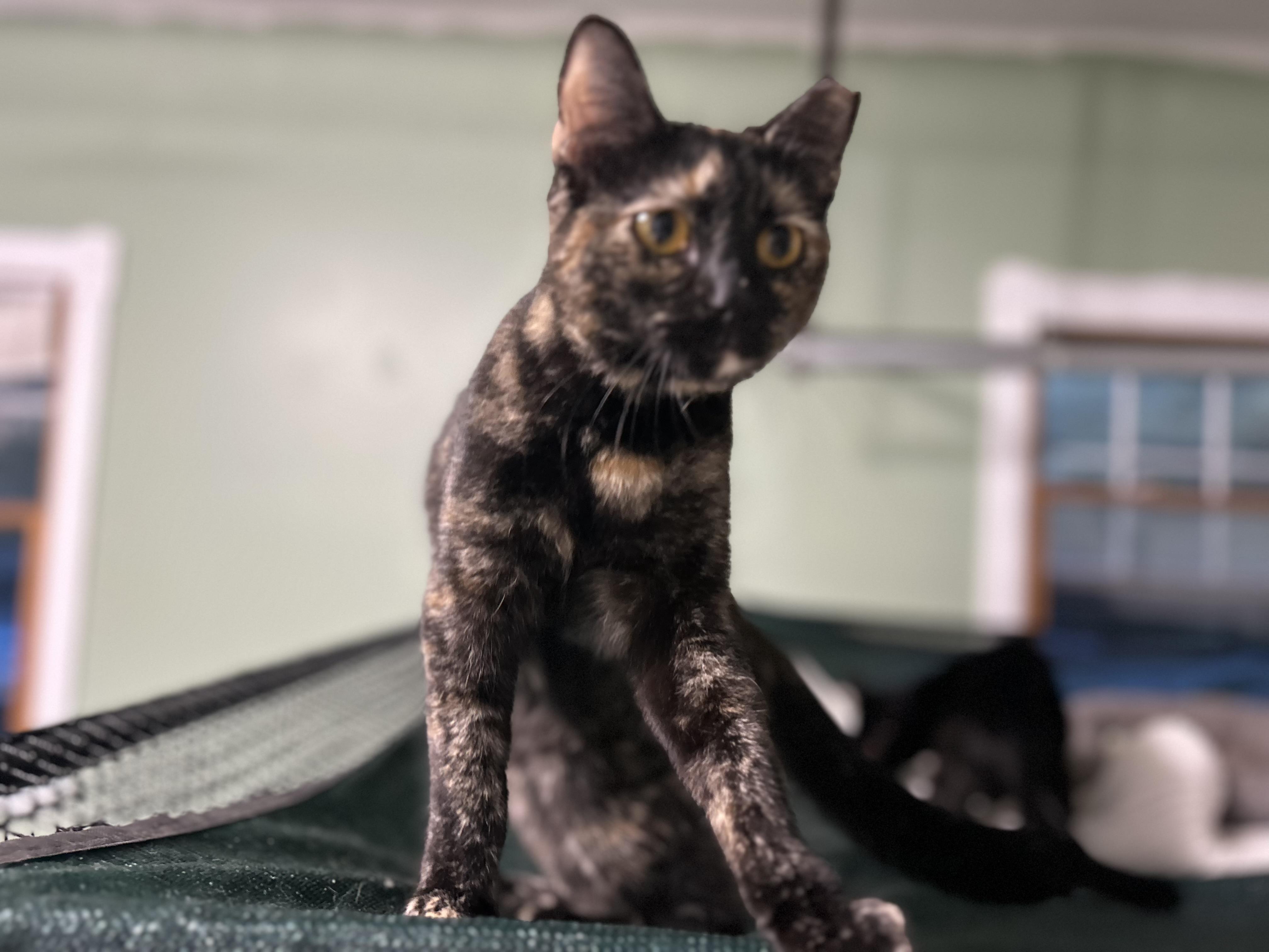 Enlarge ‘ Enid’ Tortie Kitten Female, a Adoptable Tortoiseshell in West Nyack, NY image 2/2