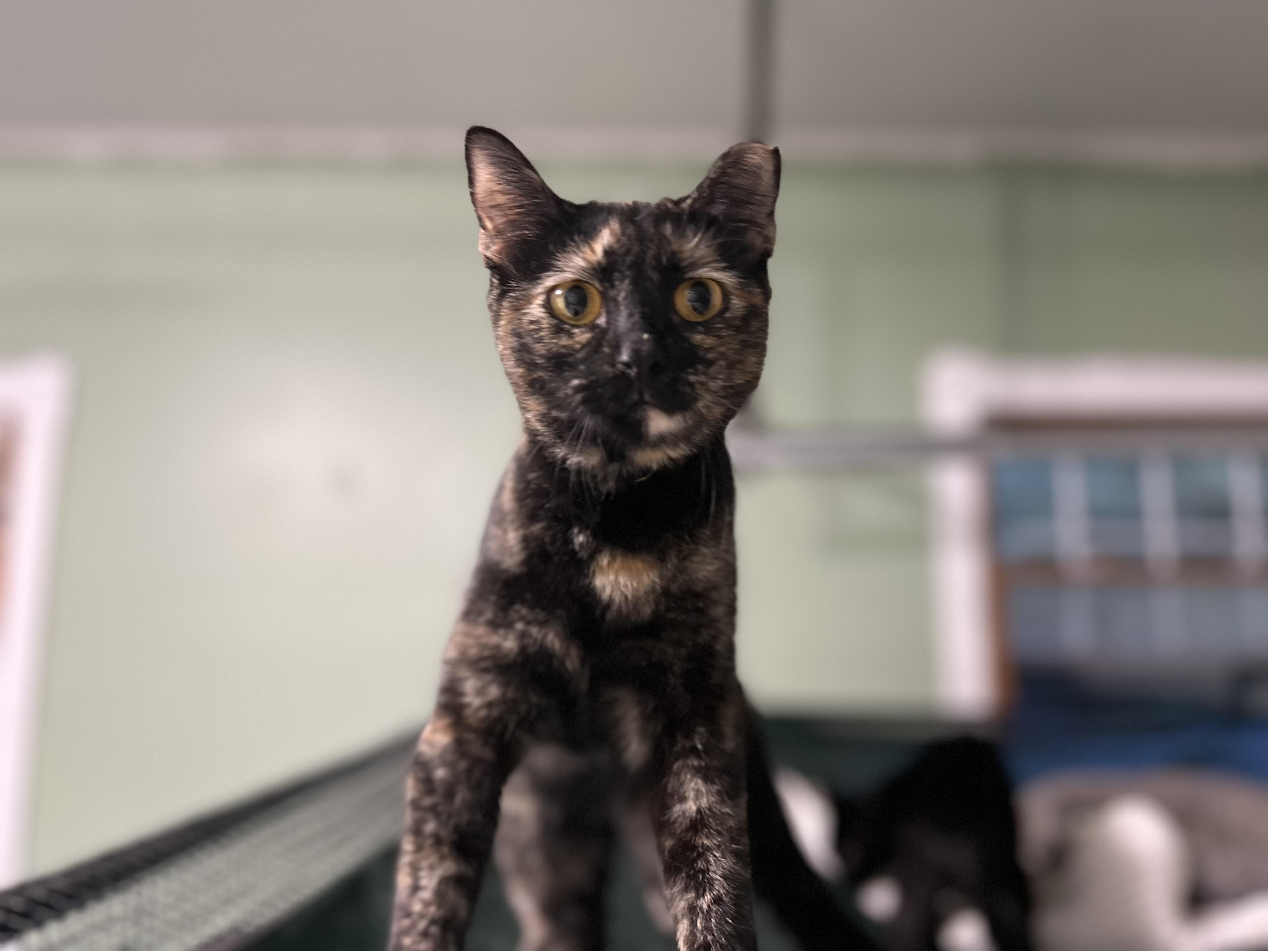 ‘ Enid’ Tortie Kitten Female, Adoptable, Young Female Tortoiseshell.