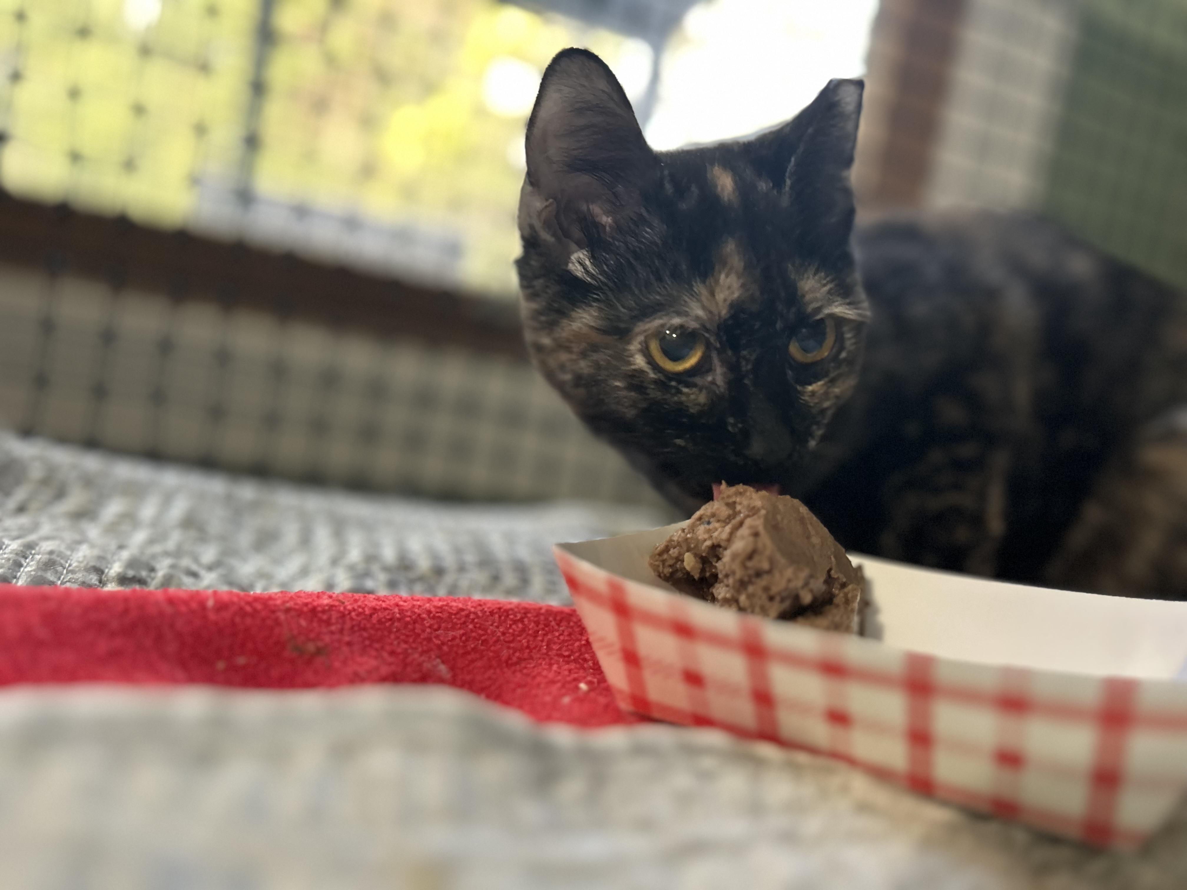 Enlarge ‘ Enid’ Tortie Kitten Female, a ADOPTABLE Tortoiseshell in West Nyack, NY image 4/5