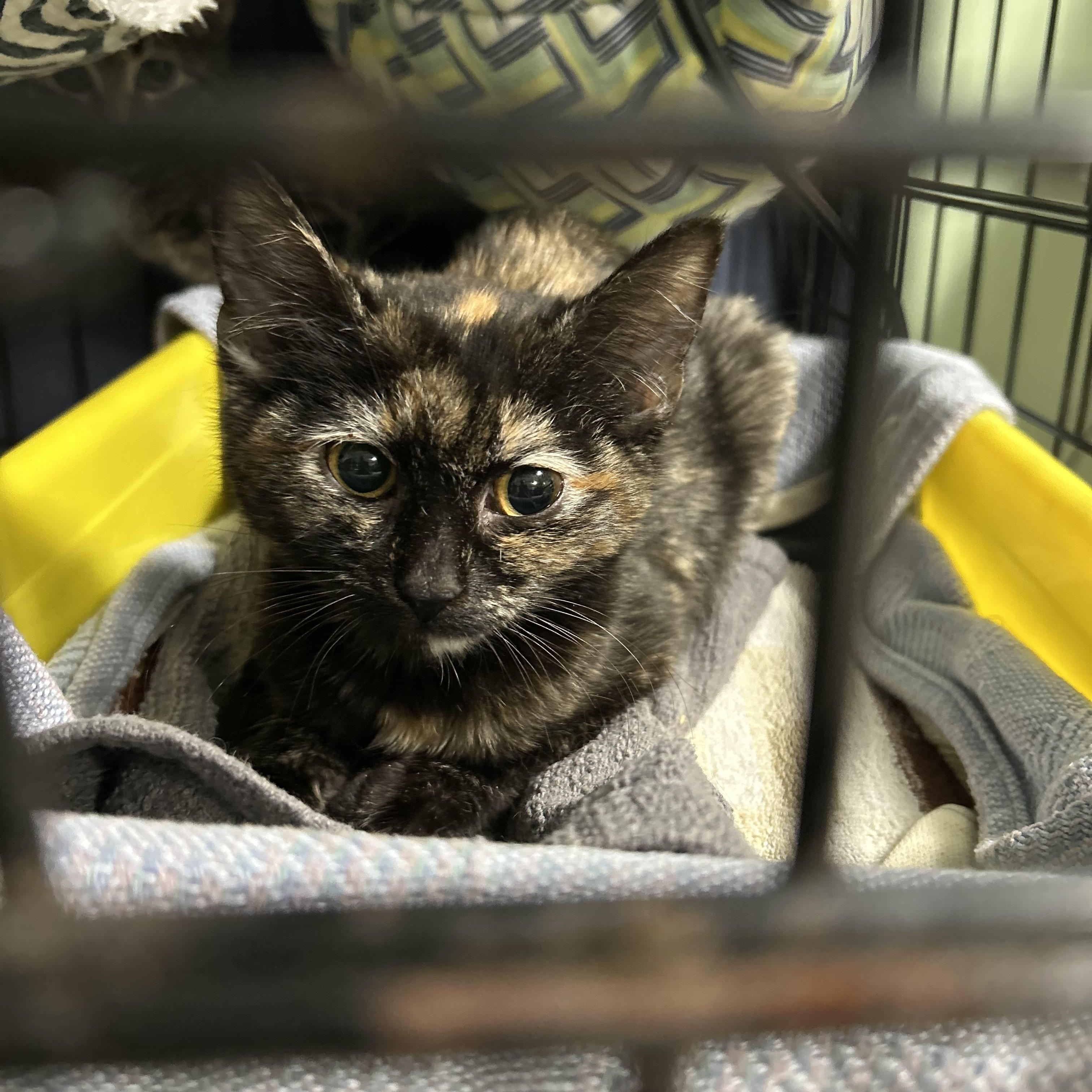 Tortie Kitten Female, ADOPTABLE, Kitten Female Tortoiseshell.