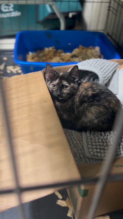 Enlarge ‘ Enid’ Tortie Kitten Female, a ADOPTABLE Tortoiseshell in West Nyack, NY video 2/5