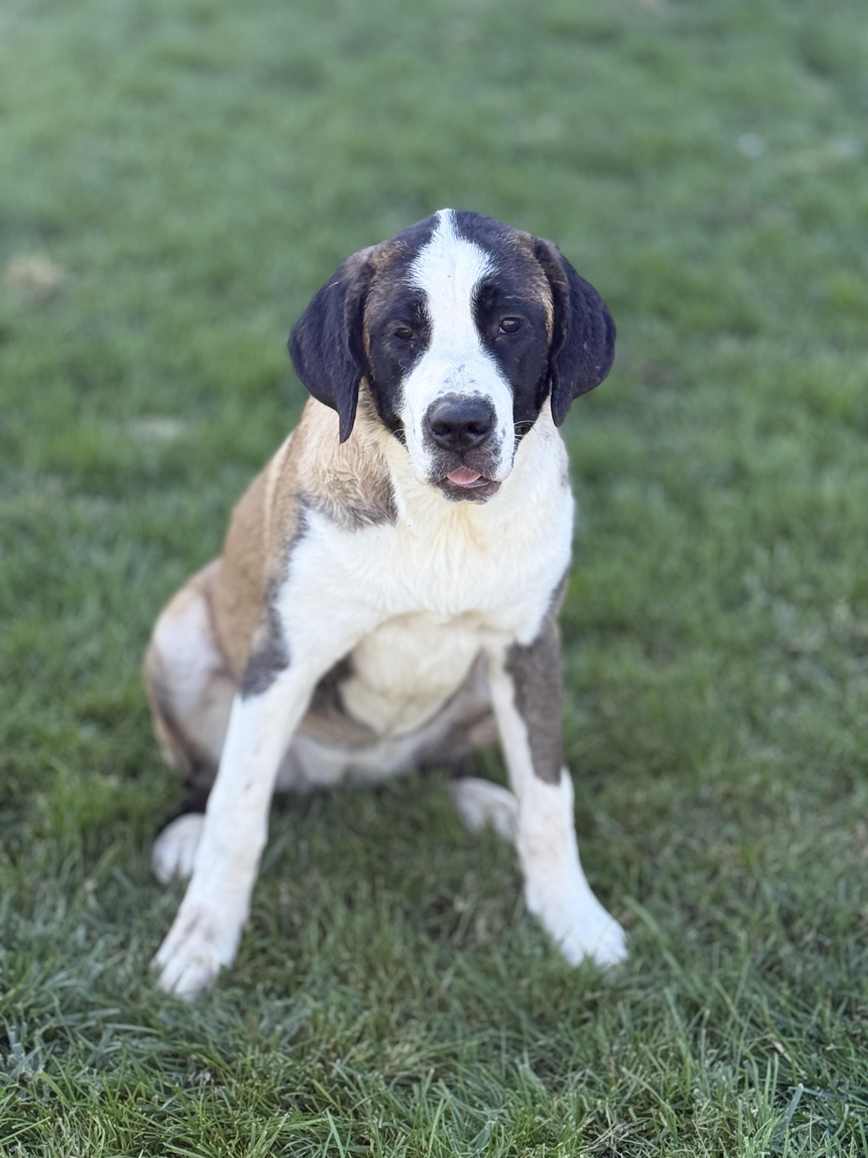 Blossom, Adoptable, Young Female Saint Bernard.