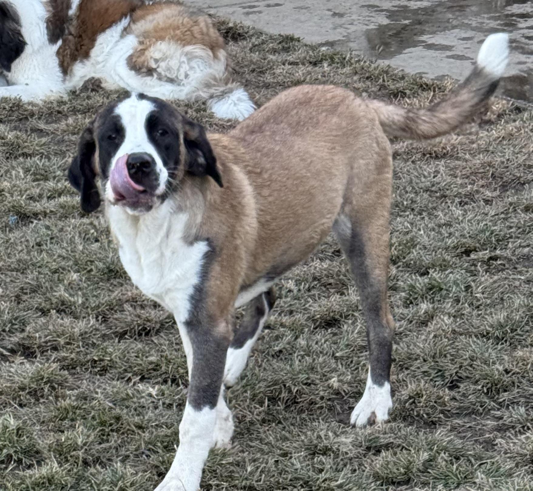 Enlarge Blossom, a Adoptable Saint Bernard in Bellflower, CA image 2/6