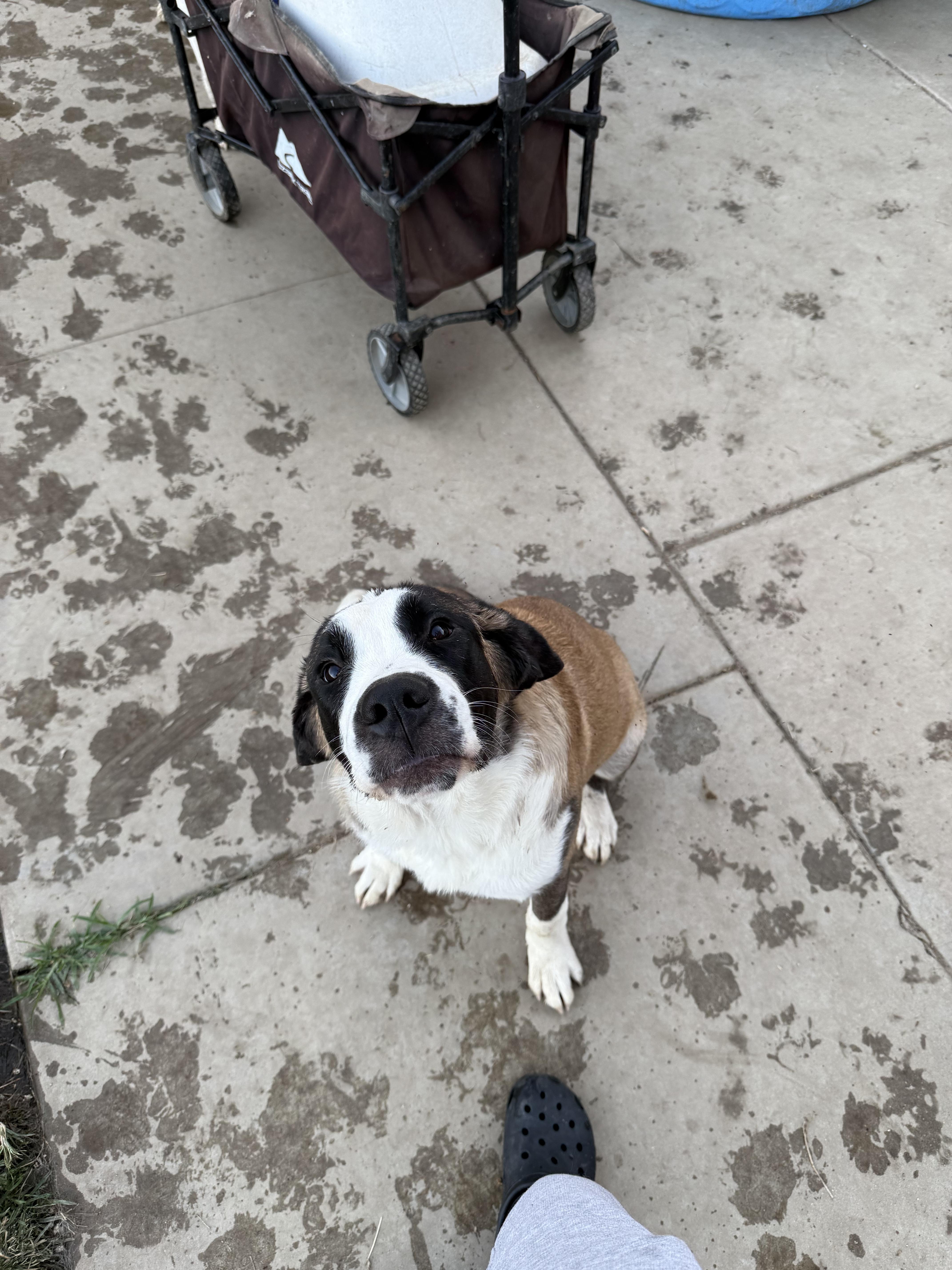 Blossom — thumbnail 4