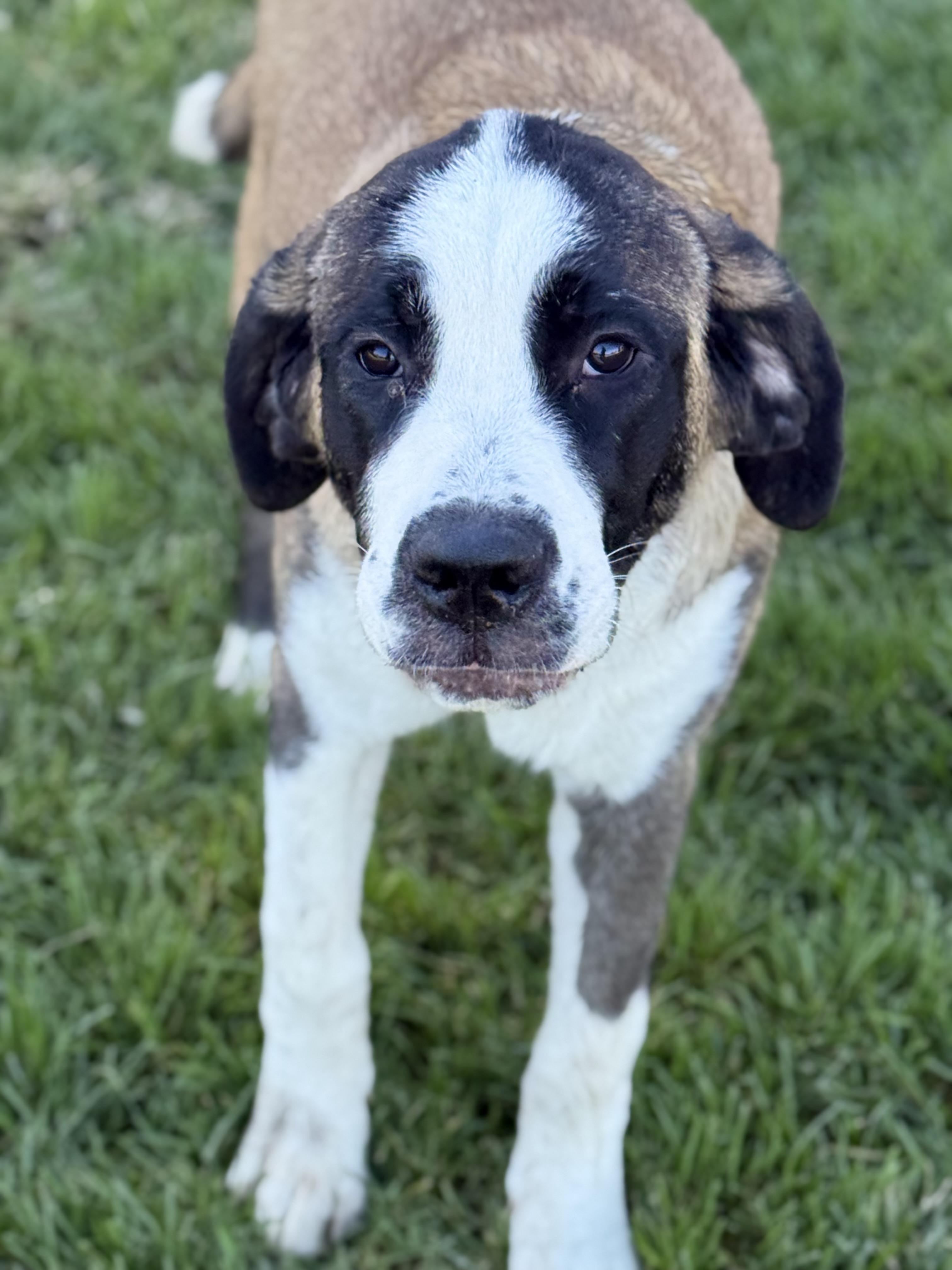 Enlarge Blossom, a Adoptable Saint Bernard in Bellflower, CA image 5/6
