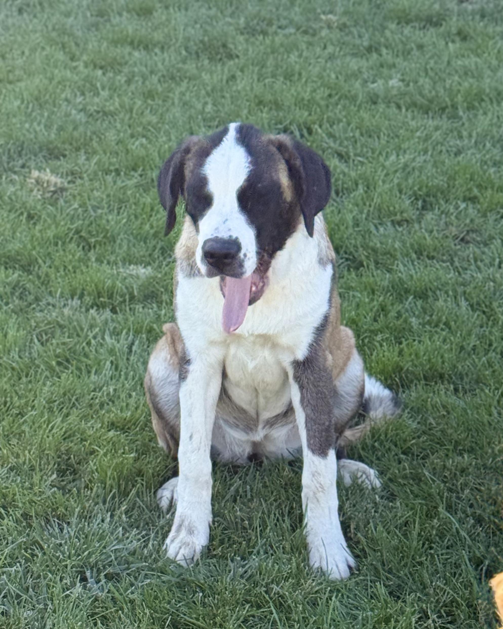 Enlarge Blossom, a Adoptable Saint Bernard in Bellflower, CA image 6/6