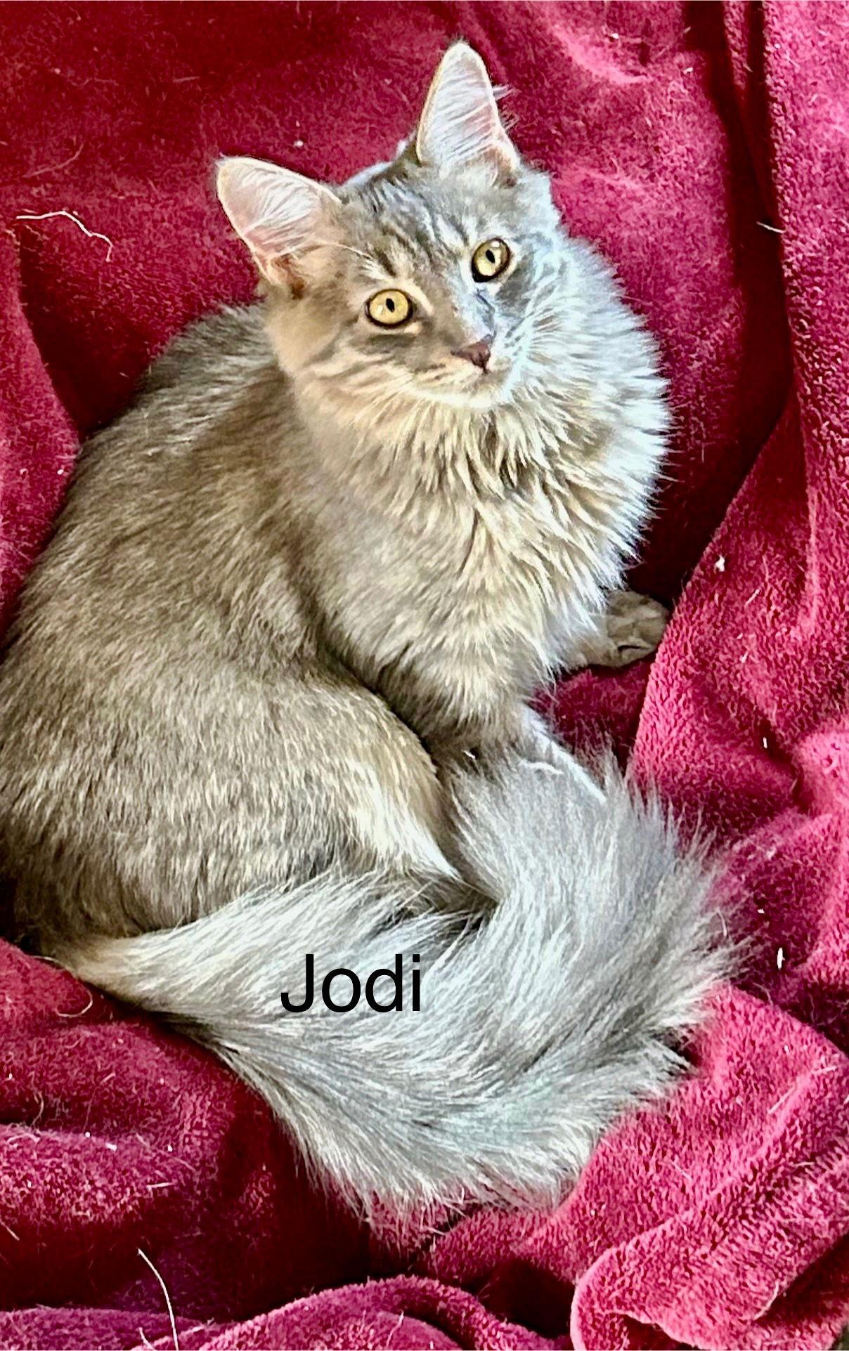 Enlarge Jodi, a Adoptable Domestic Long Hair in Winter Garden, FL image 1/1