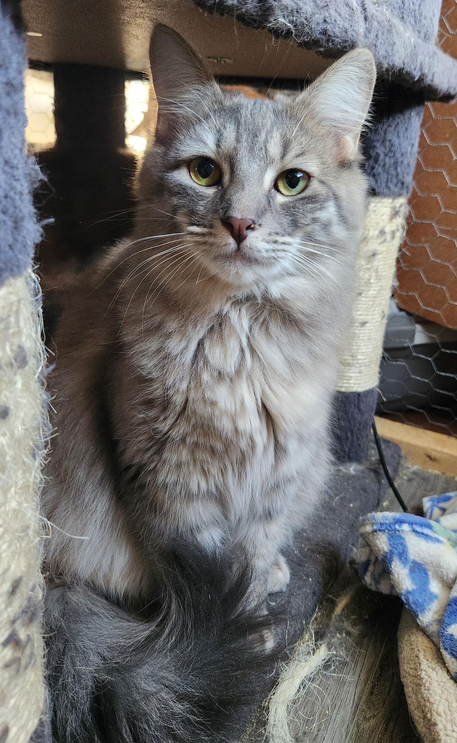 Enlarge Jodi, a Adoptable Domestic Long Hair in Winter Garden, FL image 2/2