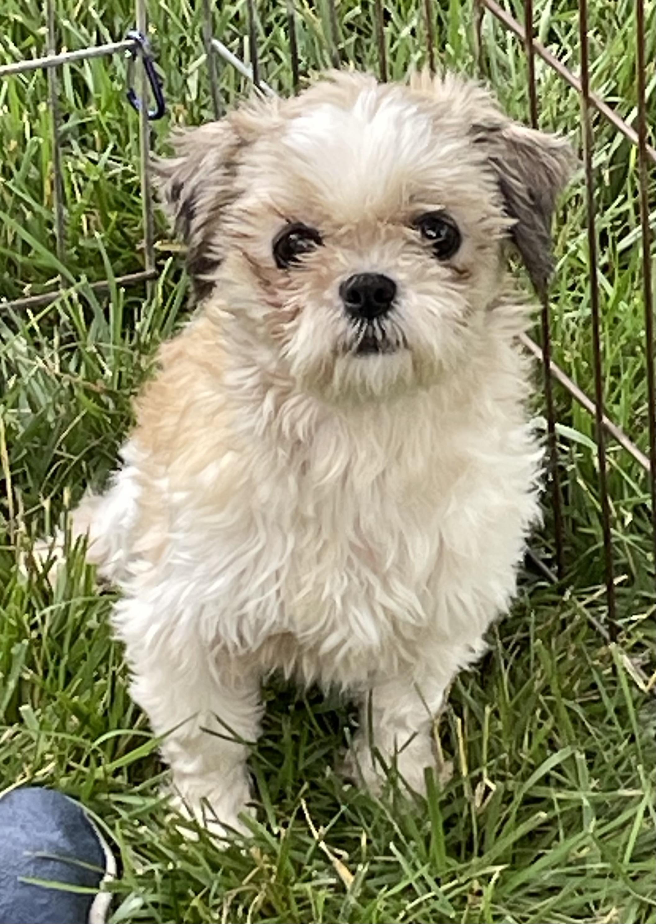 Ginger, a ADOPTABLE Shih Tzu in Overland Park, KS image 2/3