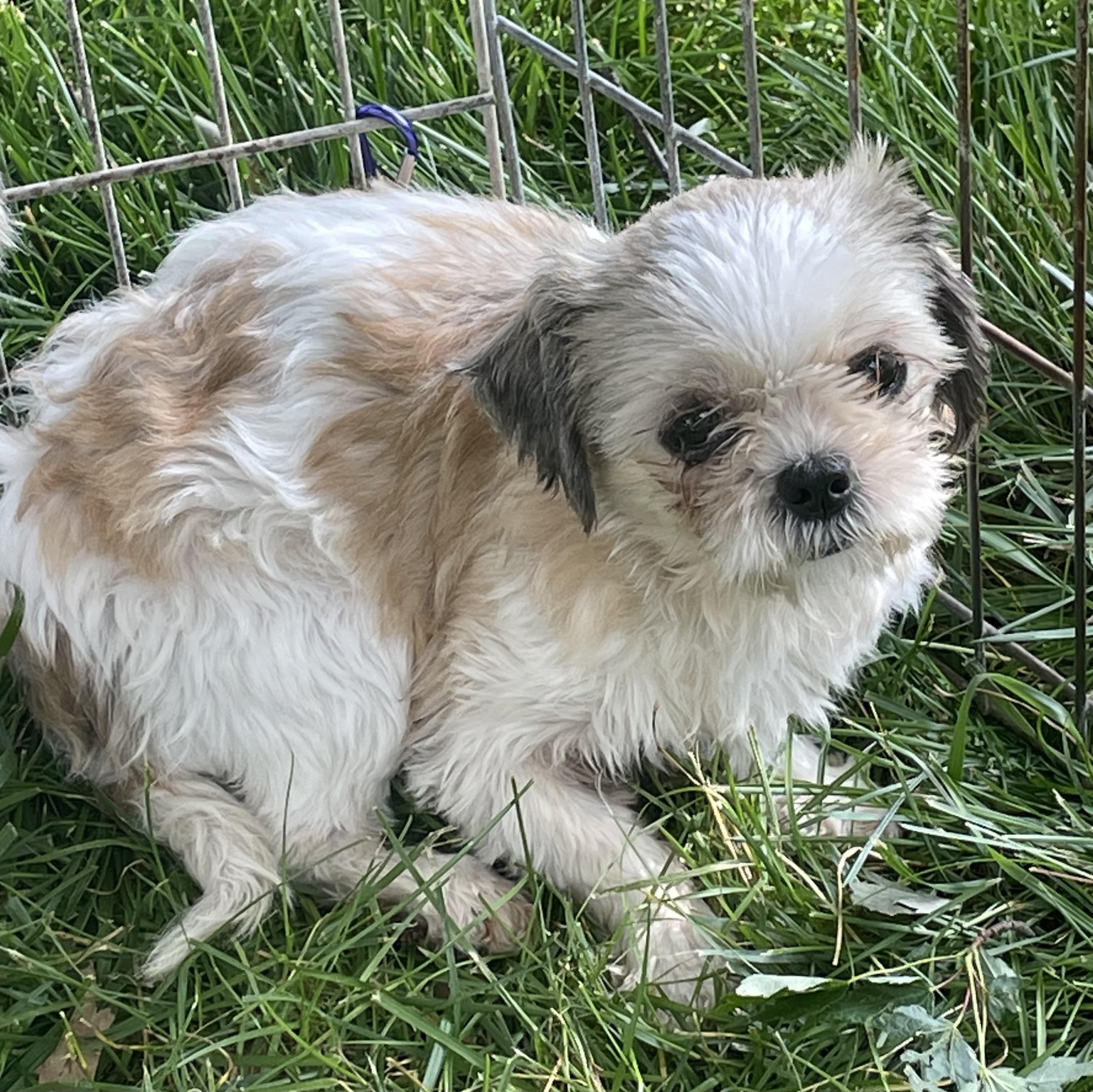 Ginger, a ADOPTABLE Shih Tzu in Overland Park, KS image 3/3