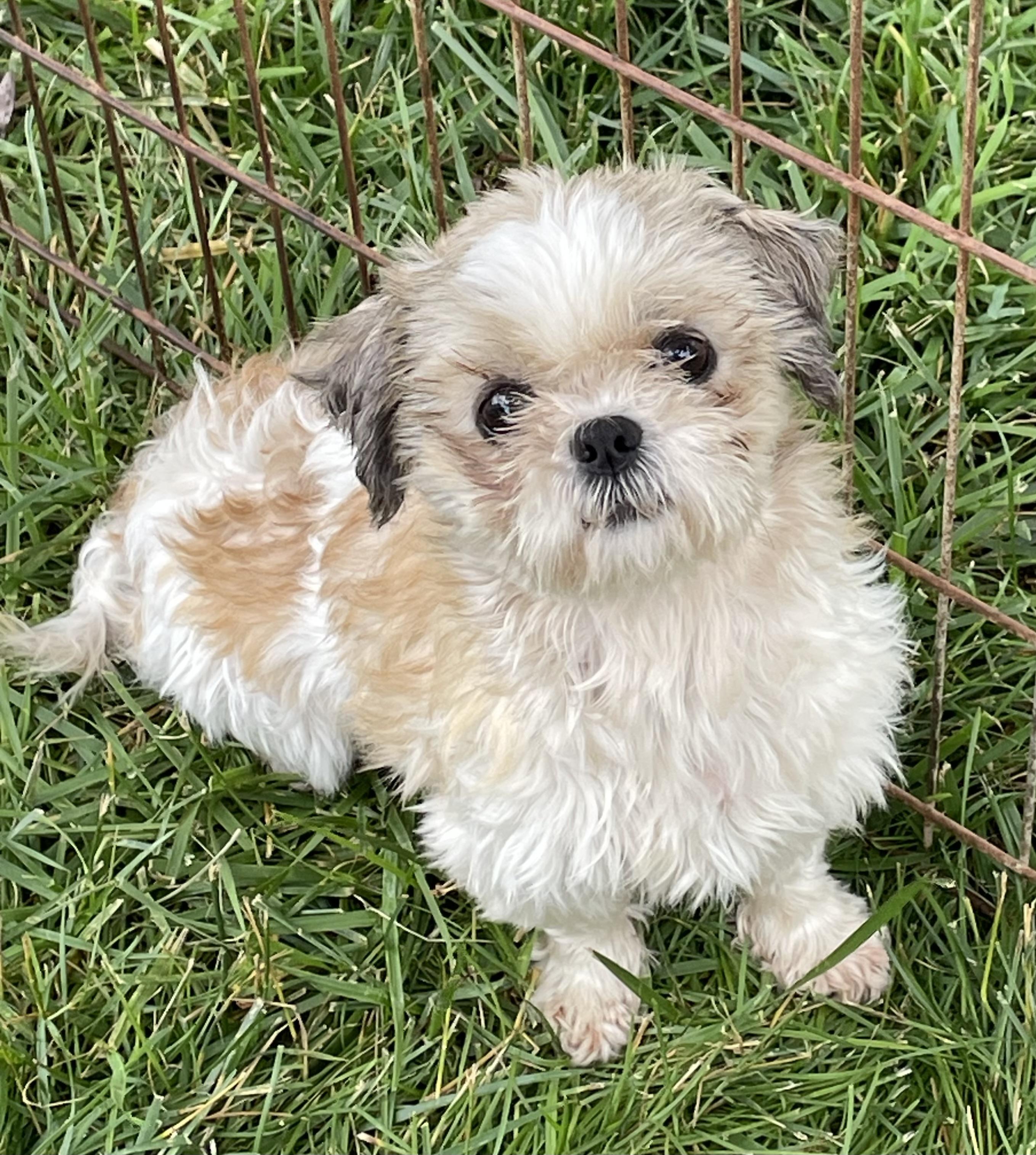 Ginger, ADOPTABLE, Adult Female Shih Tzu.