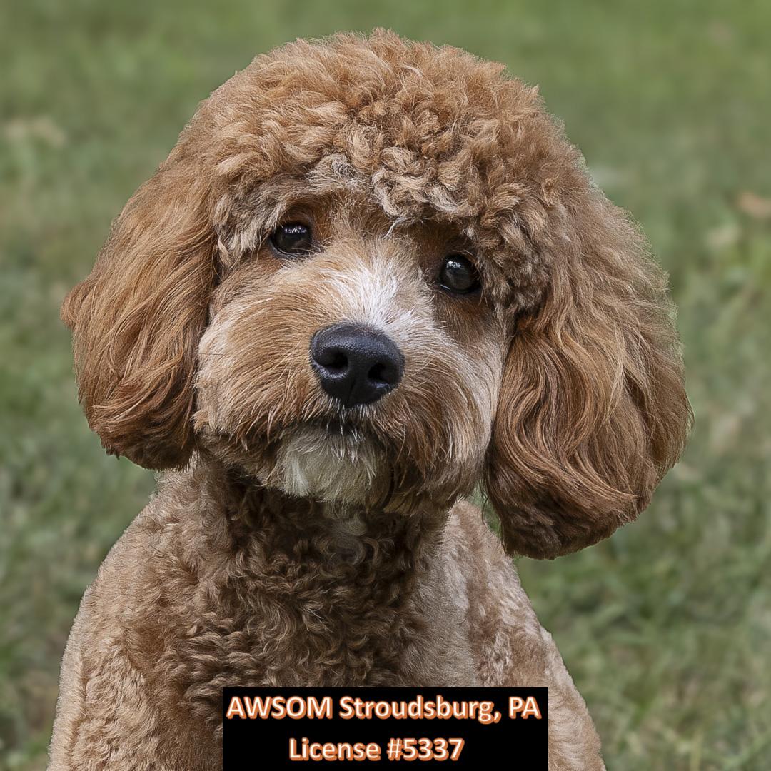 Enlarge Momo, an adoptable mixed breed in Stroudsburg, PA image 1/2