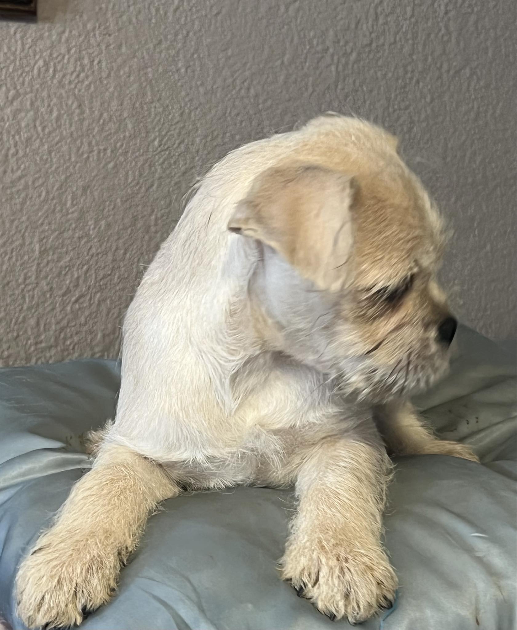 Chato, Adopted, Puppy Male Pug.