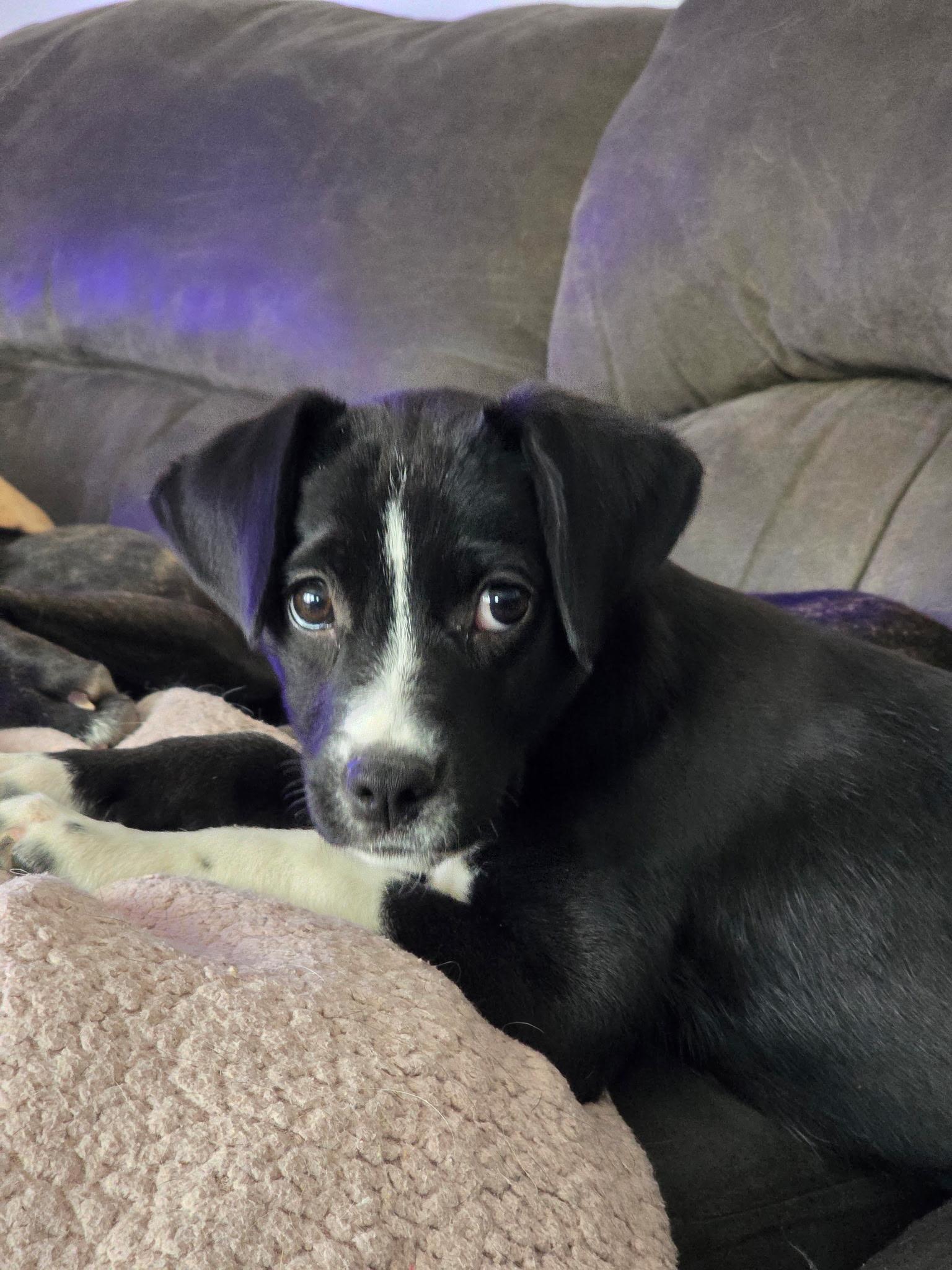 Brianna - In Foster, ADOPTABLE, Puppy Female Border Collie.