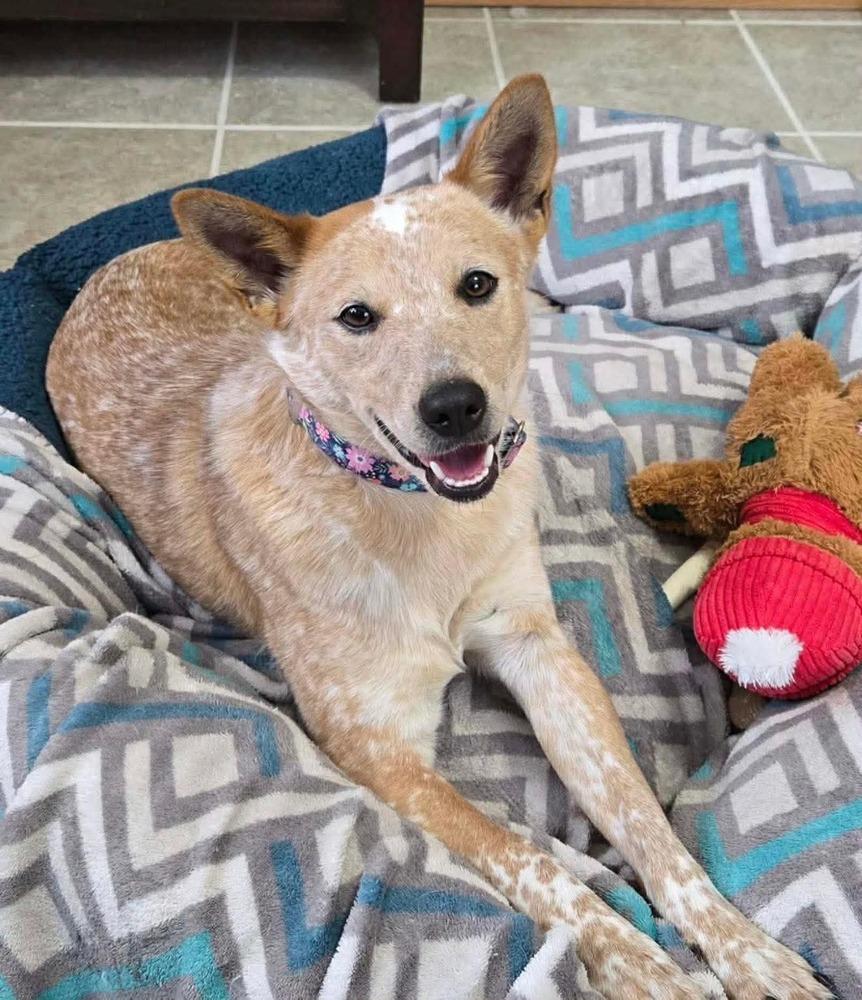 Enlarge Snook, a Adoptable mixed breed in Wausau, WI image 1/5