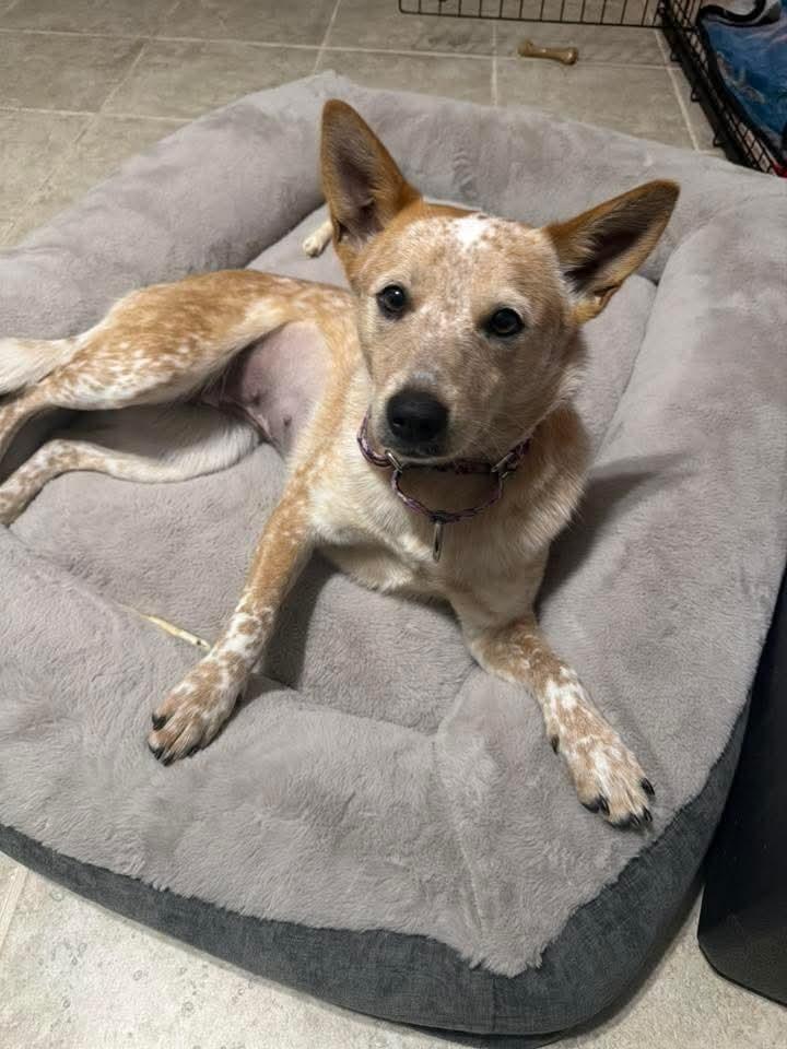 Enlarge Snook, a Adoptable mixed breed in Wausau, WI image 2/5