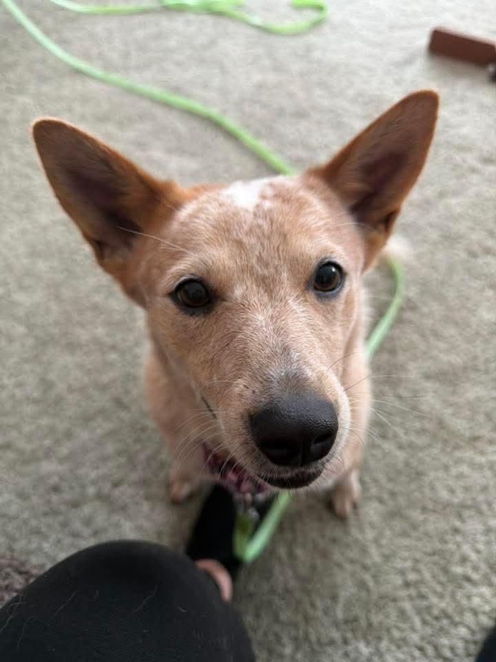 Enlarge Snook, a Adoptable mixed breed in Wausau, WI image 4/5