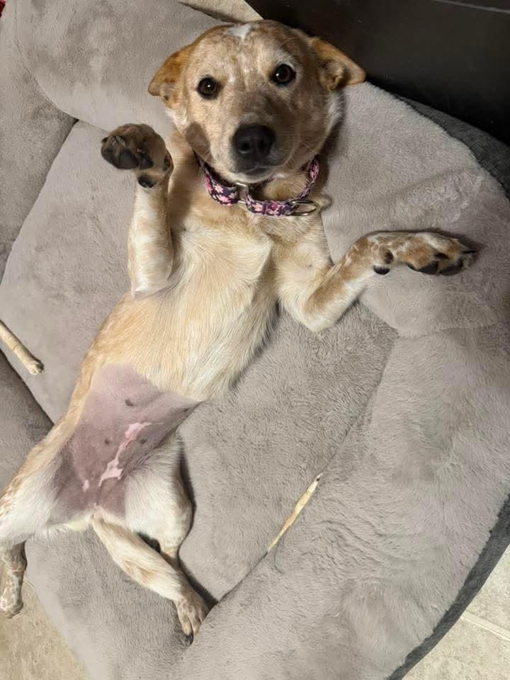 Enlarge Snook, a Adoptable mixed breed in Wausau, WI image 5/5