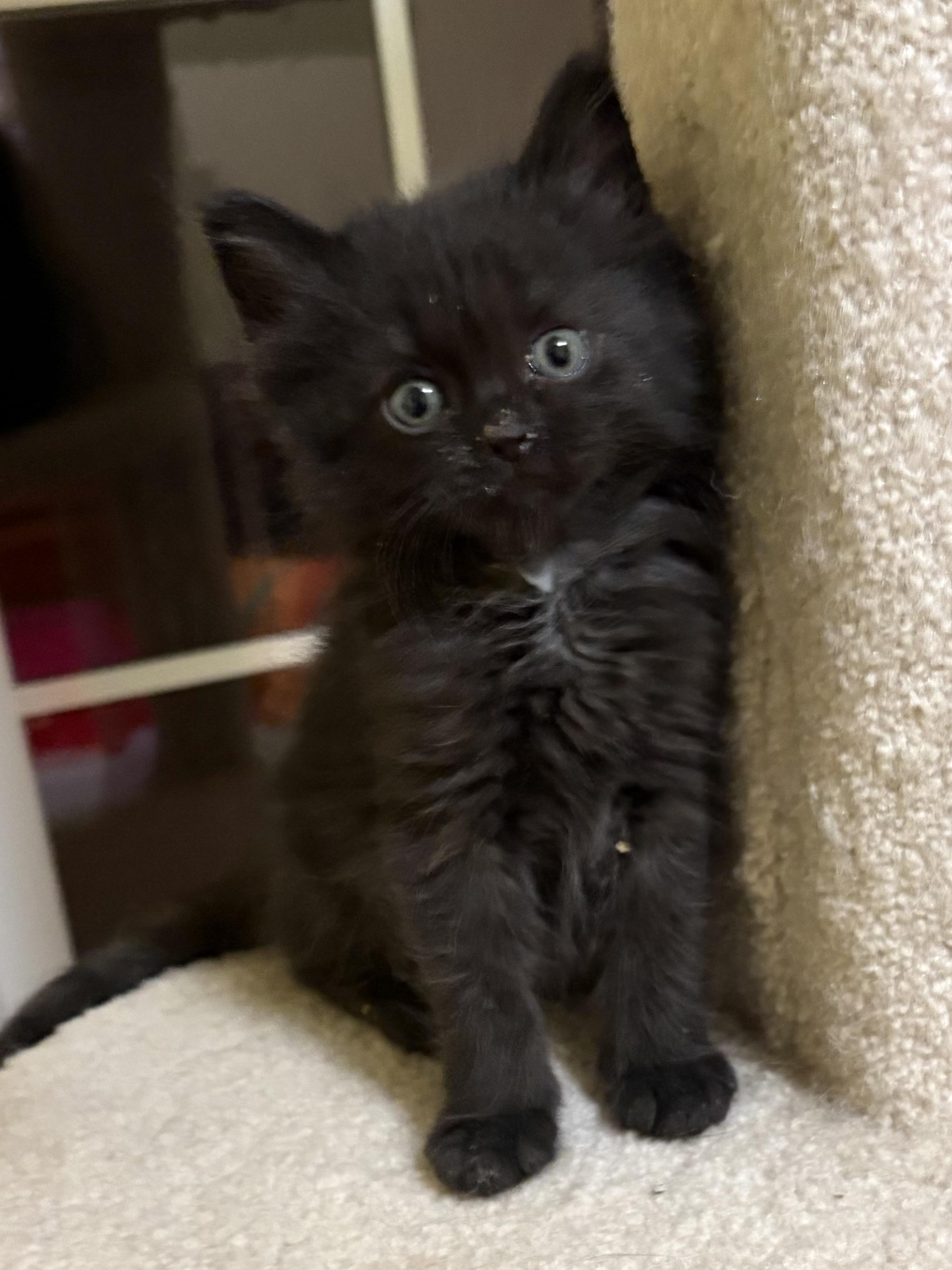 Binx, ADOPTABLE, Kitten Male Domestic Medium Hair.