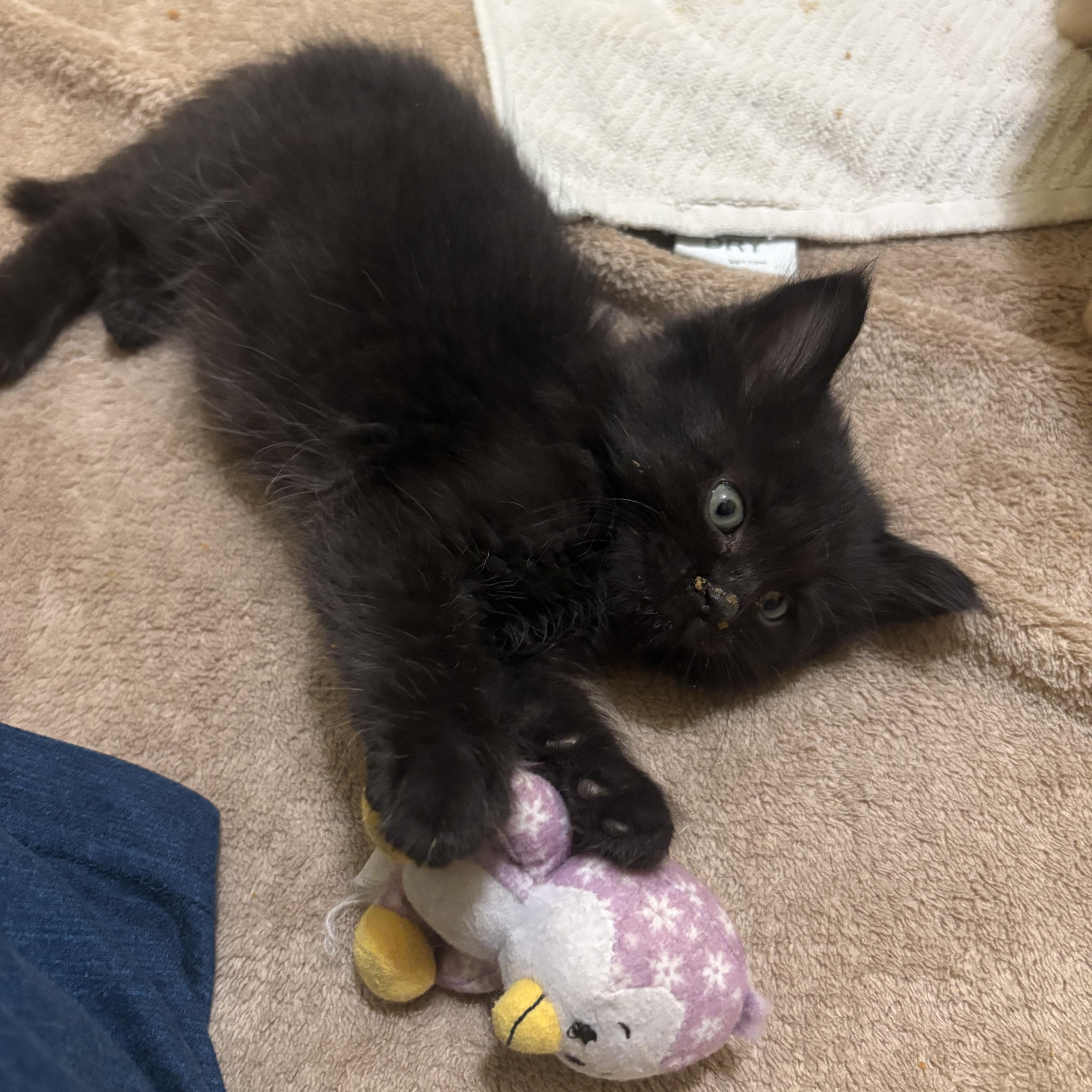 Enlarge Binx, a ADOPTABLE Domestic Medium Hair in Big Rapids, MI image 3/4