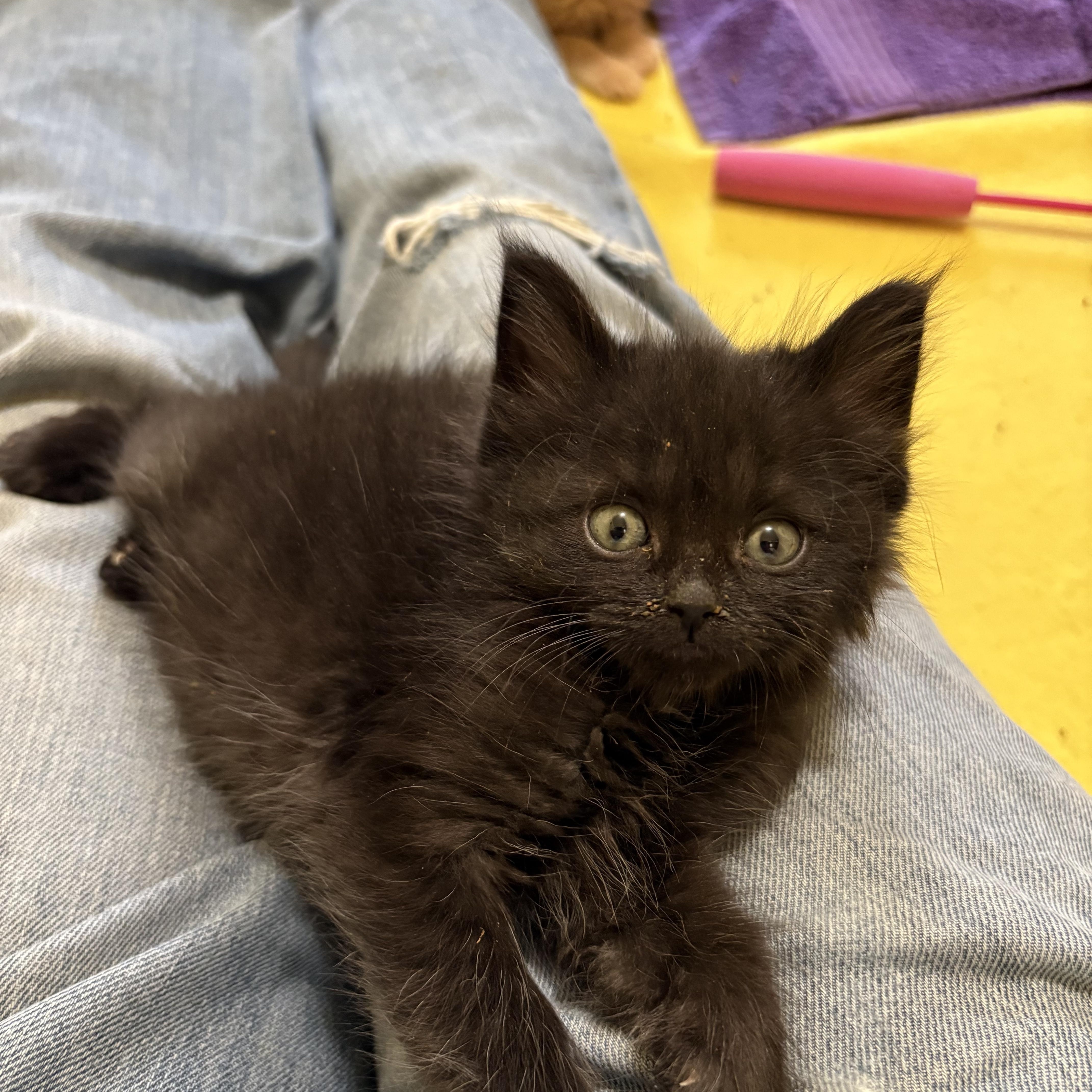 Enlarge Binx, a ADOPTABLE Domestic Medium Hair in Big Rapids, MI image 4/4