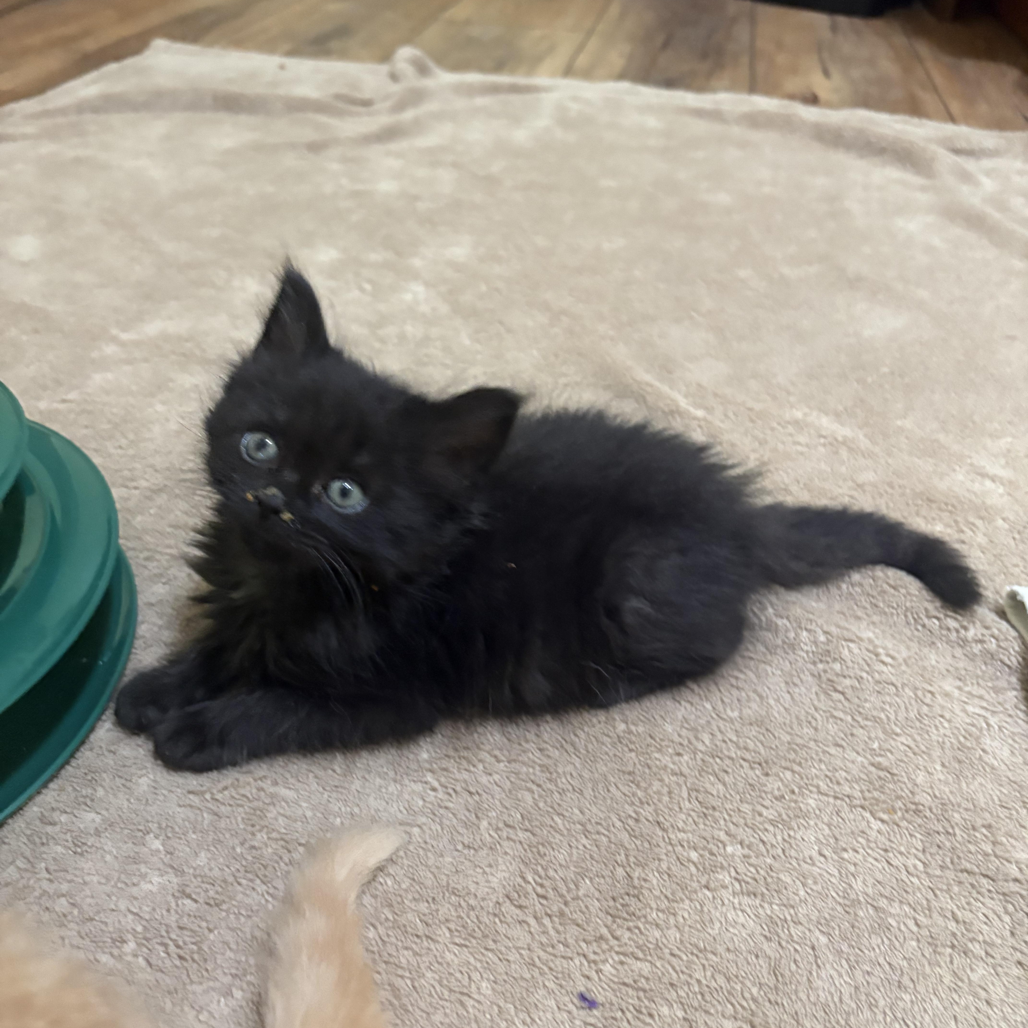 Enlarge Binx, a ADOPTABLE Domestic Medium Hair in Big Rapids, MI image 2/4