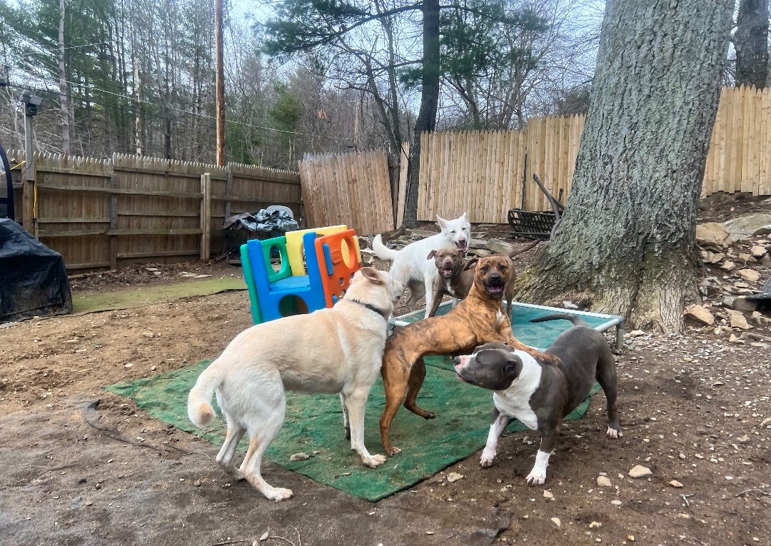 Peewee, Adoptable, Young Male Mountain Cur.