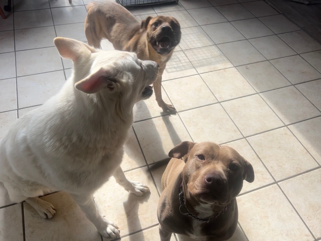 Peewee, a Adoptable Mountain Cur in Sturbridge, MA image 2/14