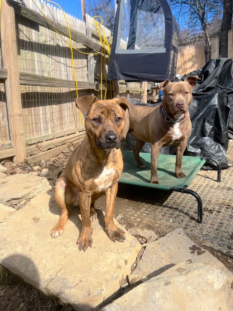 Peewee, a Adoptable Mountain Cur in Sturbridge, MA image 3/14
