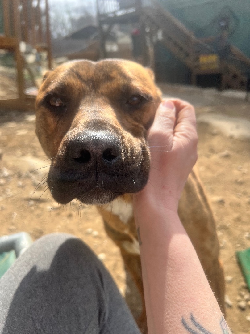 Peewee, a Adoptable Mountain Cur in Sturbridge, MA image 5/14