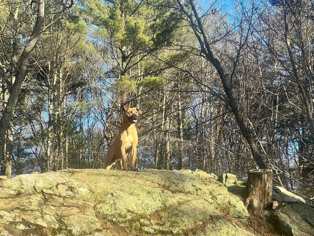 Peewee, a Adoptable Mountain Cur in Sturbridge, MA image 6/14