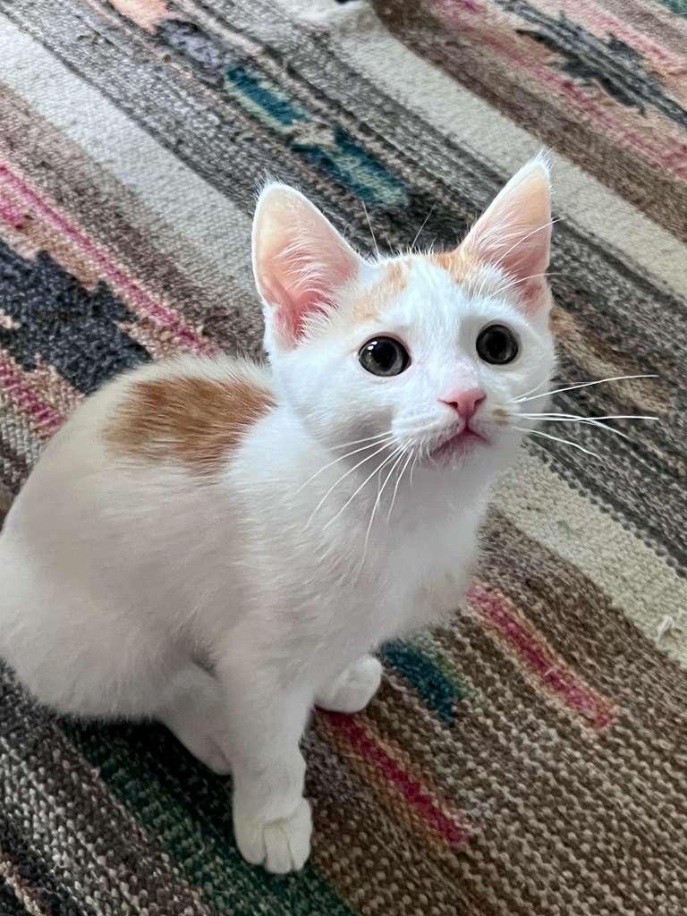 Boogie (bonded with Scoot), an adoptable Domestic Short Hair in Atlanta, GA image 2/6