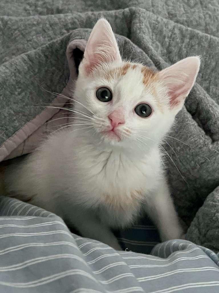 Boogie (bonded with Scoot), an adoptable Domestic Short Hair in Atlanta, GA image 1/6