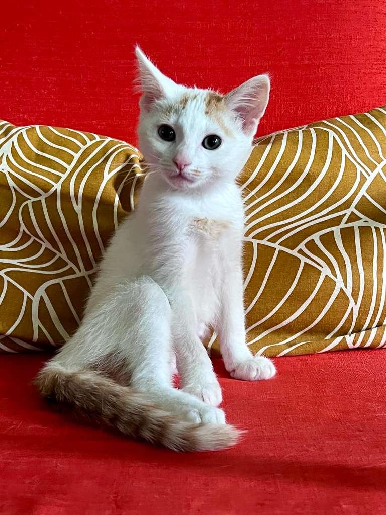 Boogie (bonded with Scoot), an adoptable Domestic Short Hair in Atlanta, GA image 3/6