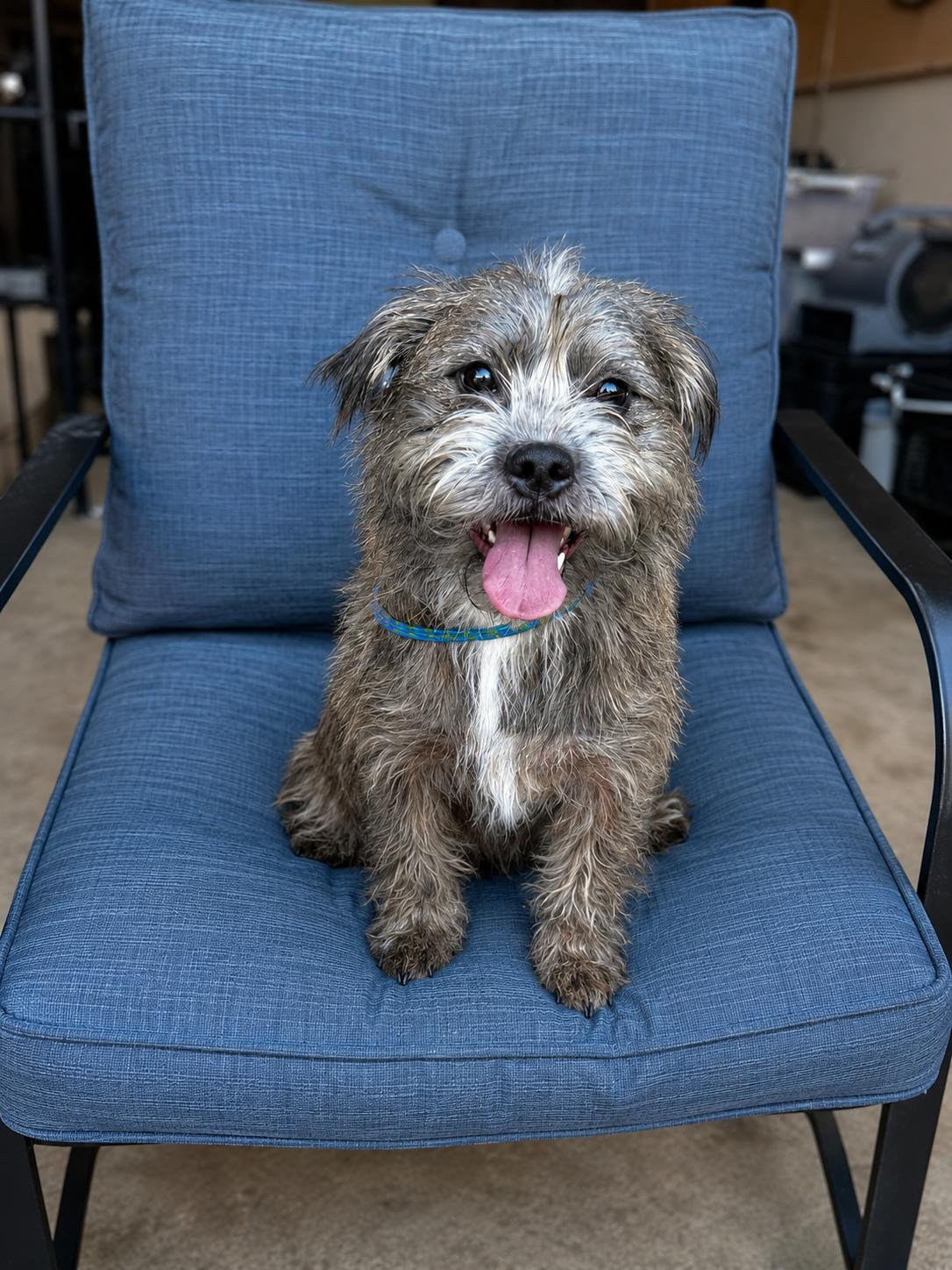 Ace, ADOPTABLE, Adult Male Shih Tzu & American Bulldog.