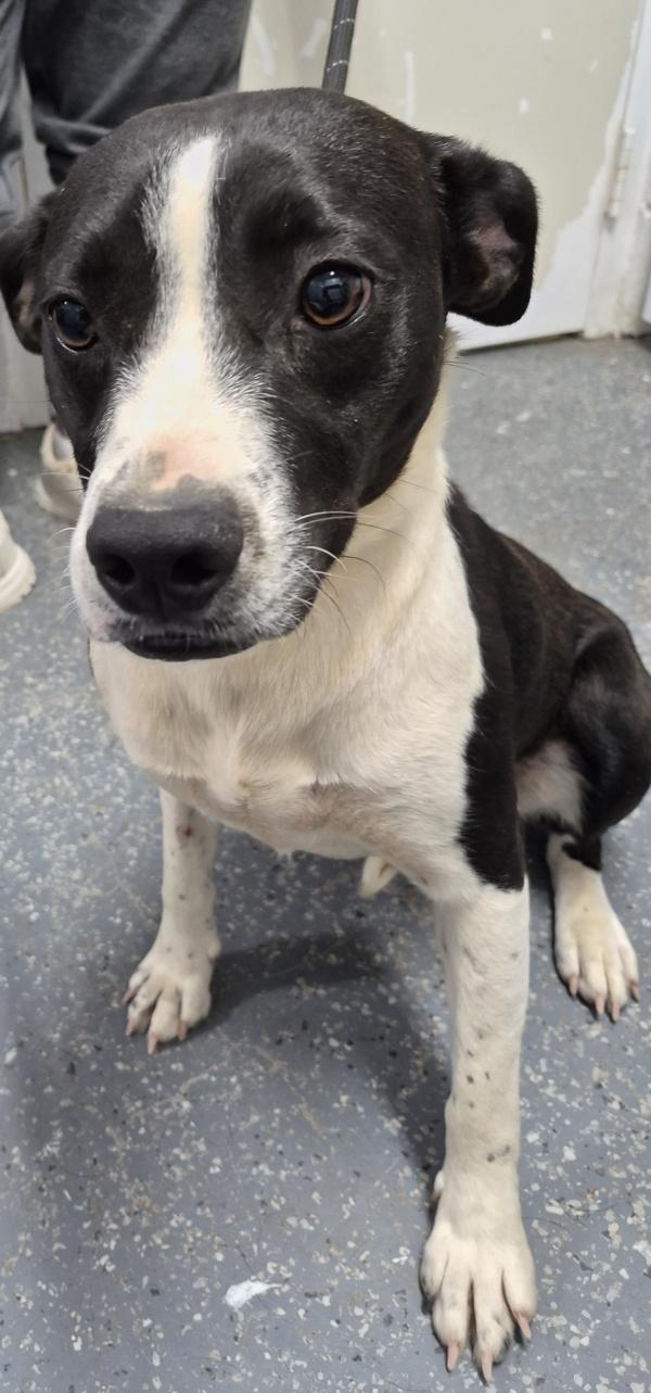 Koi, Adoptable, Young Female Labrador Retriever.