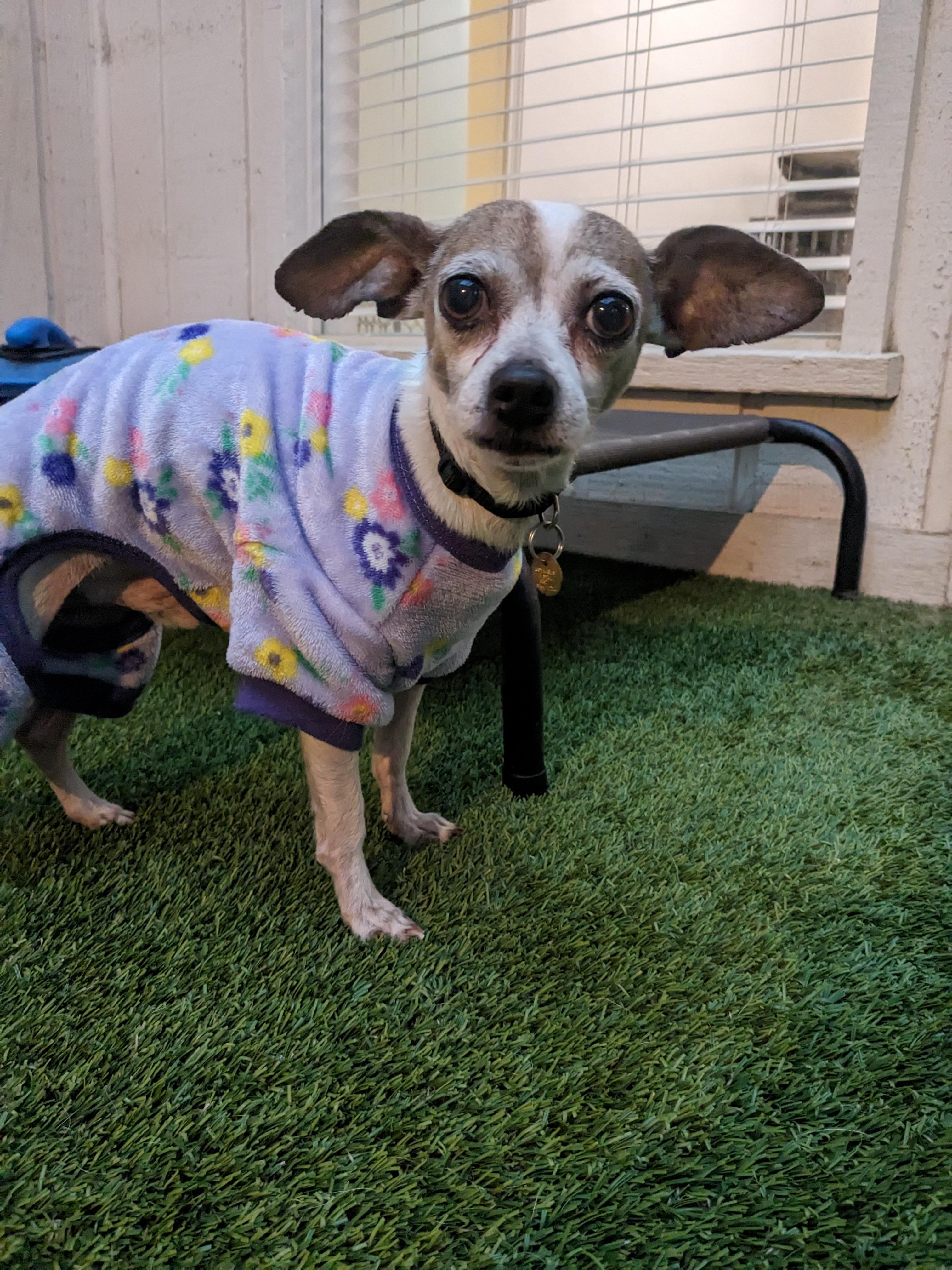 Armando, a Adoptable Chihuahua in Downingtown, PA image 1/6