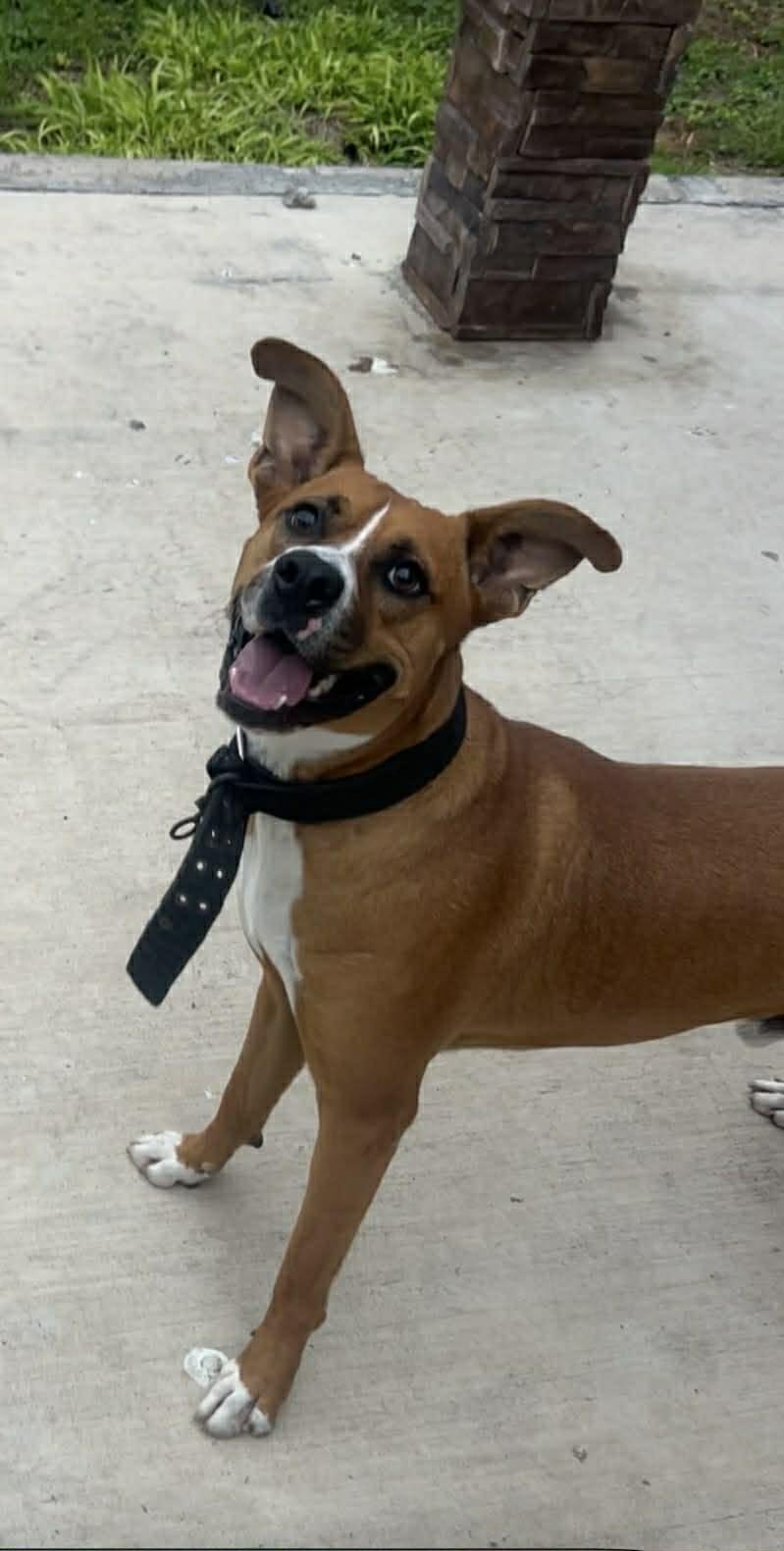 Enlarge Axel, a ADOPTABLE mixed breed in Boise, ID image 2/5