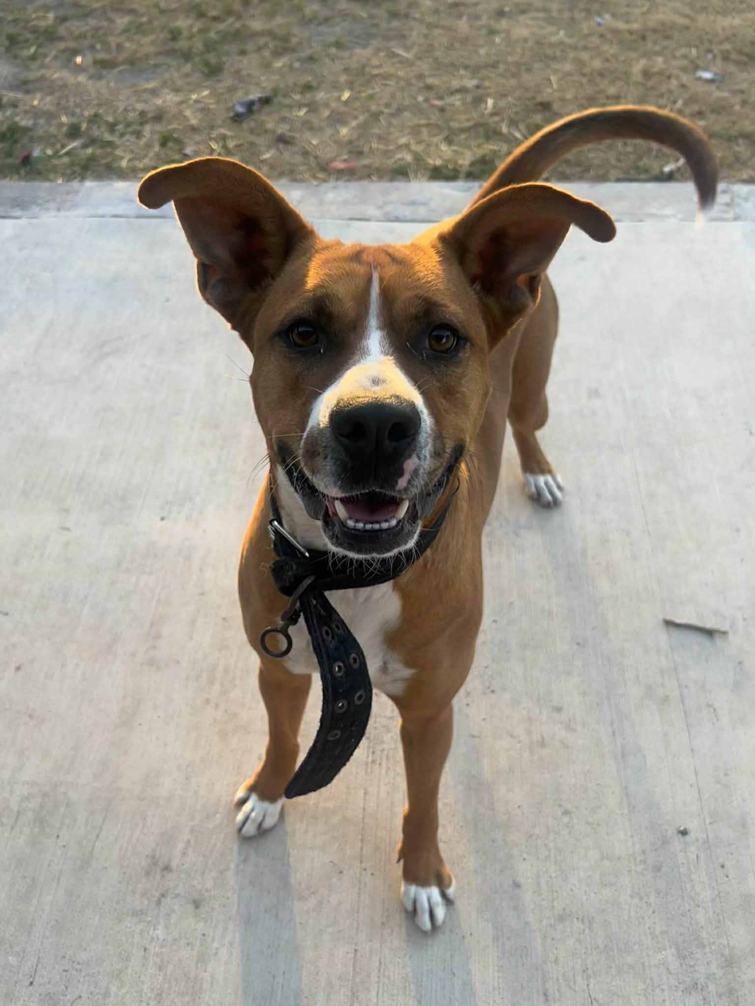 Enlarge Axel, a ADOPTABLE mixed breed in Boise, ID image 3/5
