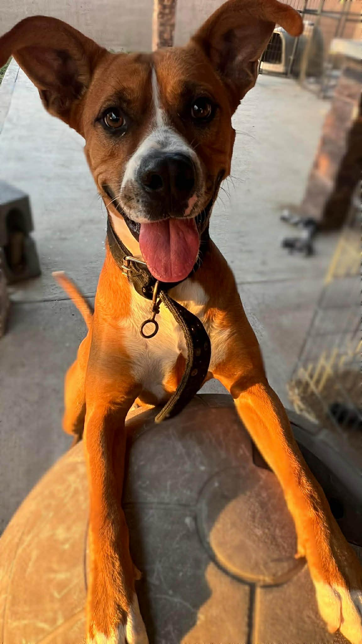 Enlarge Axel, a ADOPTABLE mixed breed in Boise, ID image 5/5